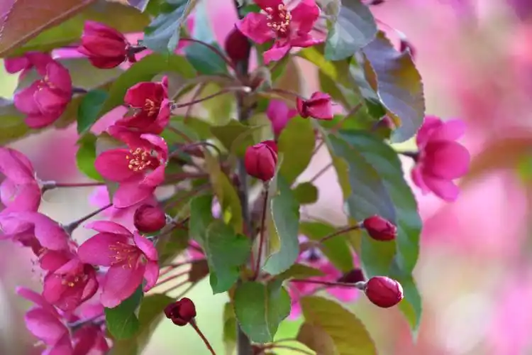 北美海棠花原创拍摄