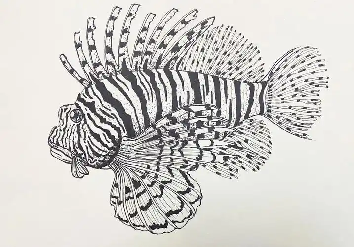狮子鱼写生线描