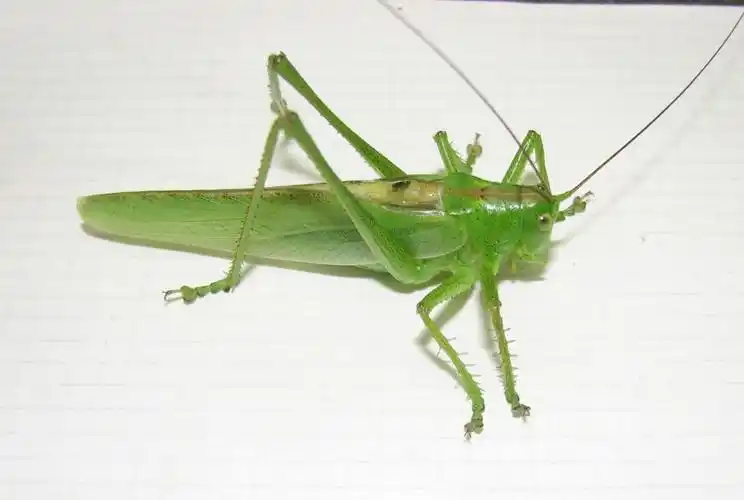 活动招募野趣100讲第39讲之听声辨虫