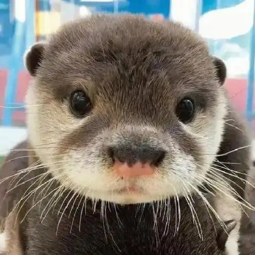 萌萌的水中平头哥水獭