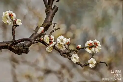 龙游梅花俏枝头