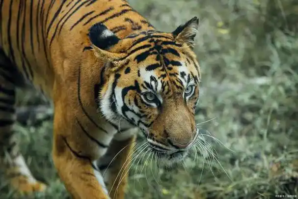 9年来造成383例死亡,致命的老虎袭击正在增加,印度不打算管吗?|食人|