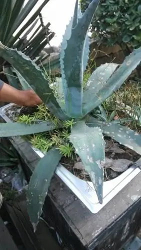 有人知道这是什么吗?不像是芦荟