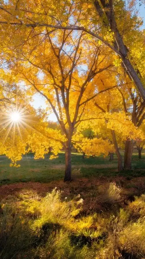 首页 自然与风景 秋天 上一张 下一张 4.