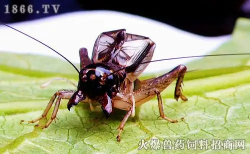 蛐蛐是益虫还是害虫