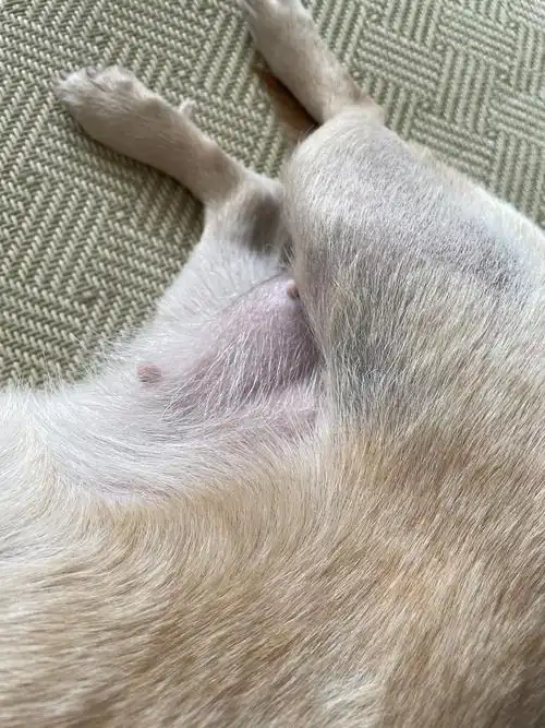 讨论狗狗肚子有些鼓是正常的吗有图