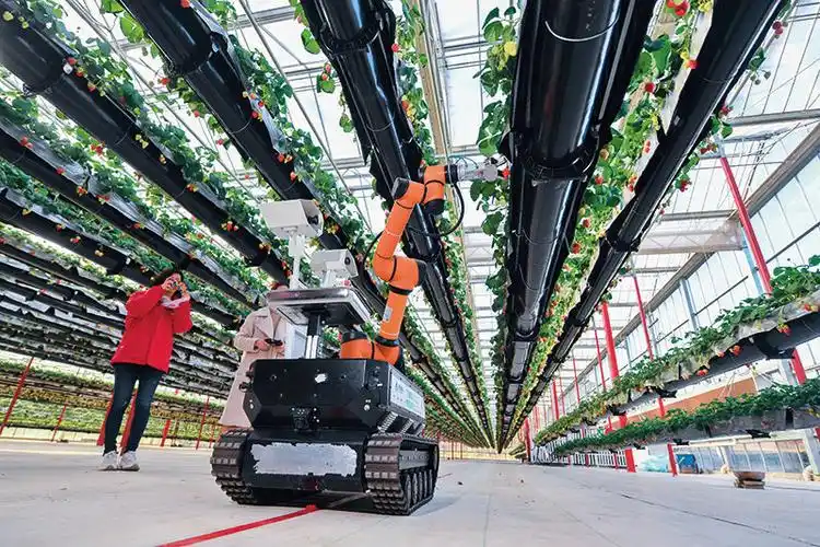 人工智能方面:农业双足步行机器人将成为设施农业的亮点,这是由设施