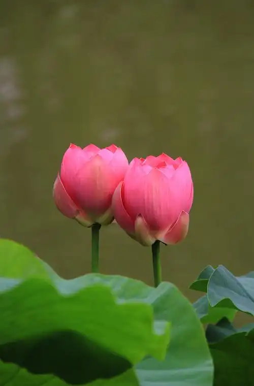 荷花 莲花 并蒂莲 姊妹花