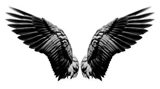 黑色的羽毛天使翅膀, 白色 backgr 的自然黑色翅膀羽毛照片