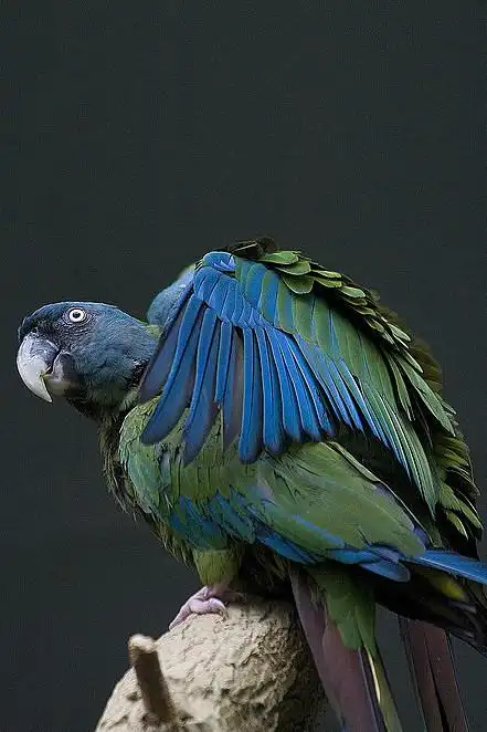 鹦形目鹦鹉科小金刚鹦鹉属蓝头金刚鹦鹉