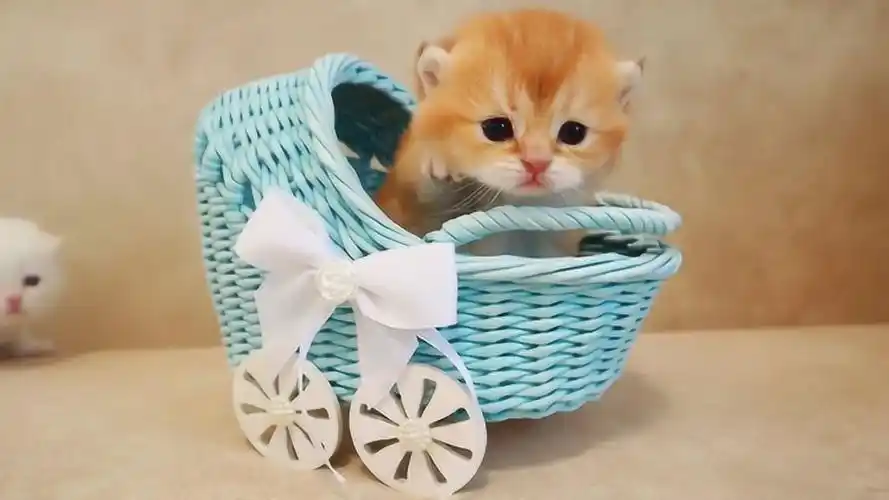 可爱动物:萌萌小猫咪在篮子玩耍