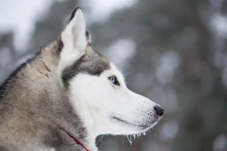 阿拉斯加侧脸图片
