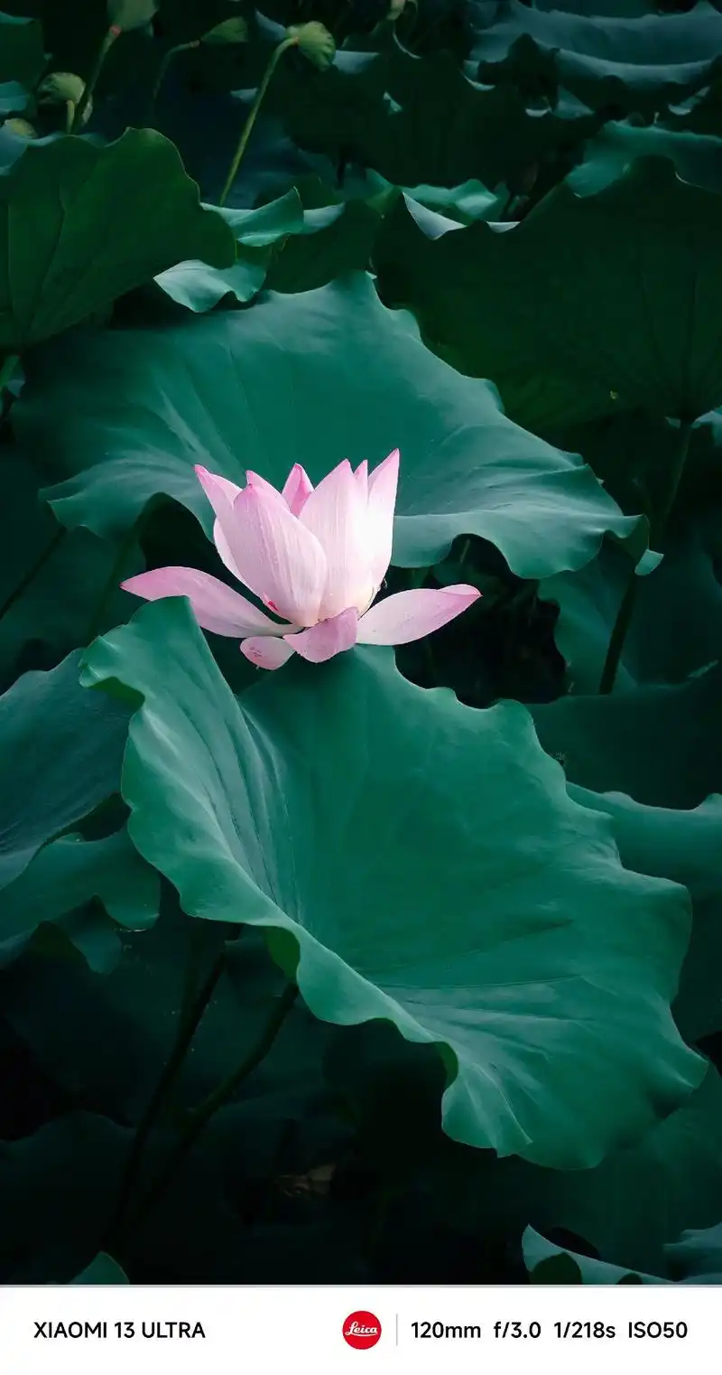 风蒲猎猎小池塘,过雨荷花满园香. #夏日荷花 #唯美意境 # - 抖音