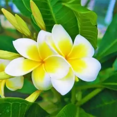 70后头像女花 女生头像图片大全 -【爱个性】