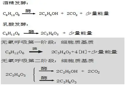 ⑶ 无氧呼吸总反应式