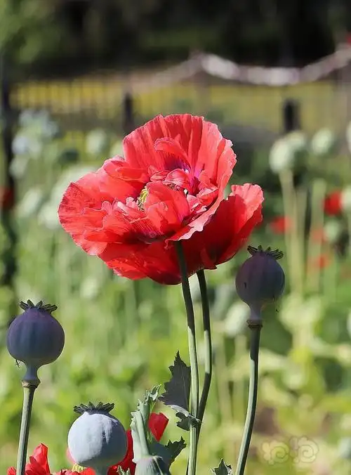 实拍罂粟花 - 泡泡水族