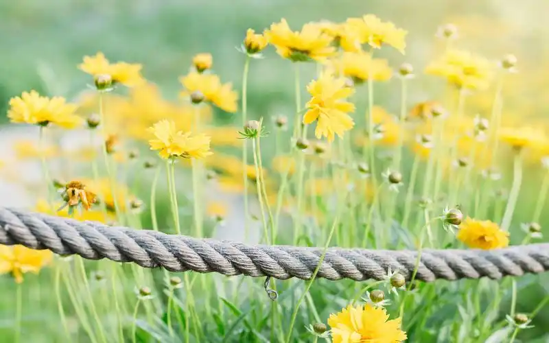 风景,唯美,小清新,花卉,植物,风景,静物,电脑壁纸,壁纸小清新唯美写真