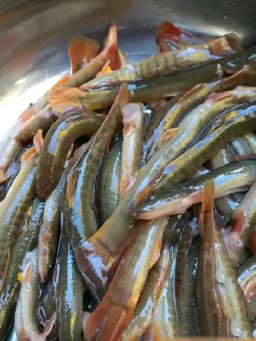 原来这钢鳅鱼对水质,环境要求很高,非常不好养,水温要冬暖夏凉,全是