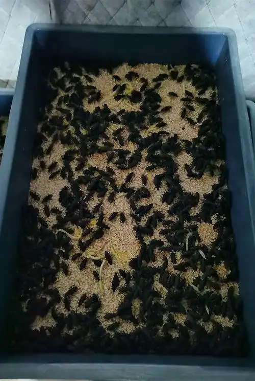 大麦虫母虫繁殖虫甲壳虫鲜活蛋白虫活体面包虫可繁衍幼虫 1斤装4-6cm