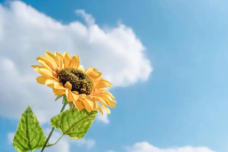 上学时候的美好是天生的,工作之后的美好是自己创造的