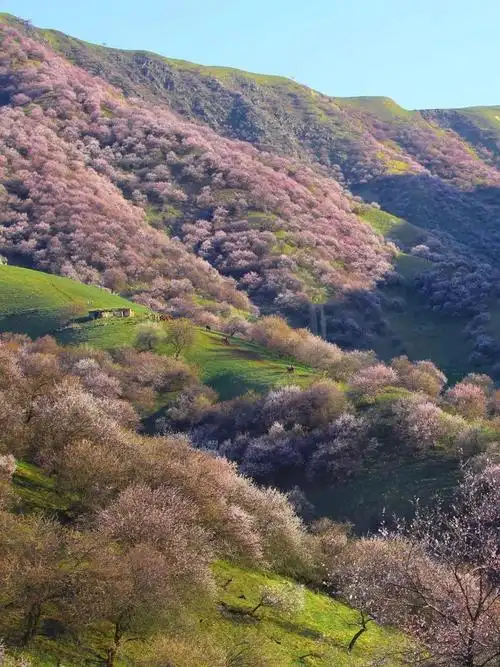 天境北疆伊犁杏花季我在北疆杏花春色里邀您遇见醉美人间四月天