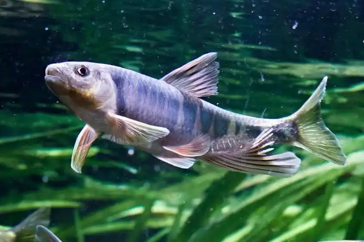 给鱼缸里的长鳍鱲拍组写真