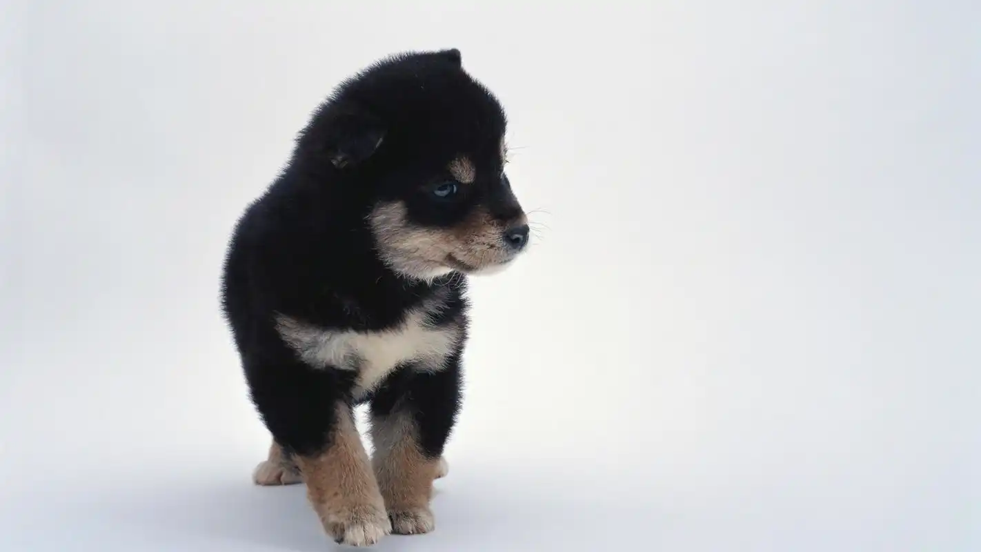 超萌的宠物可爱小狗桌面壁纸高清