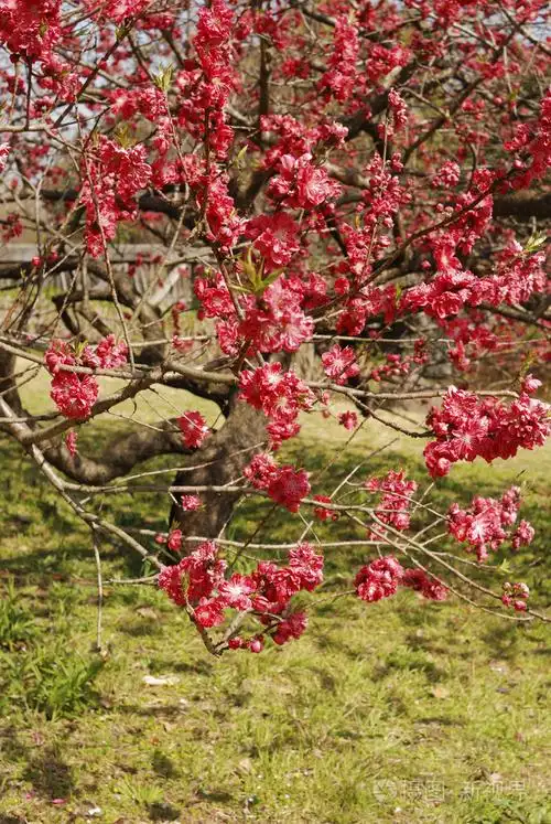 桃花树