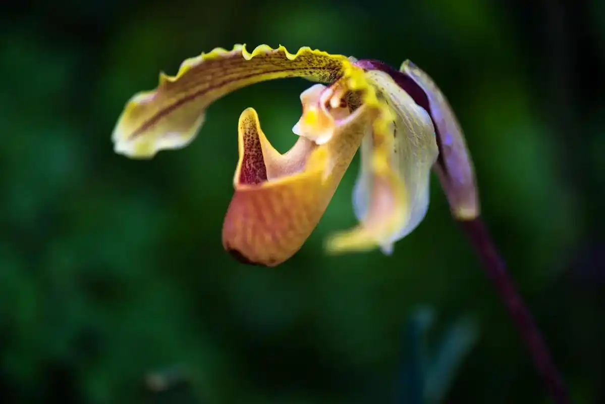 兜兰又称拖鞋兰.兰科多年生草本.多数为地生种,杂交品种较多. - 抖音