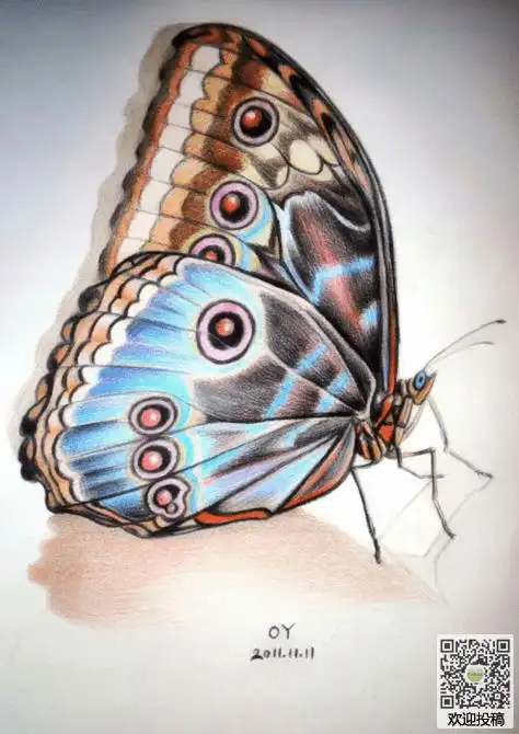 儿童彩铅画绘画图画-蝴蝶_铅笔画__小马感悟网,嘉峪关在线论坛,最高