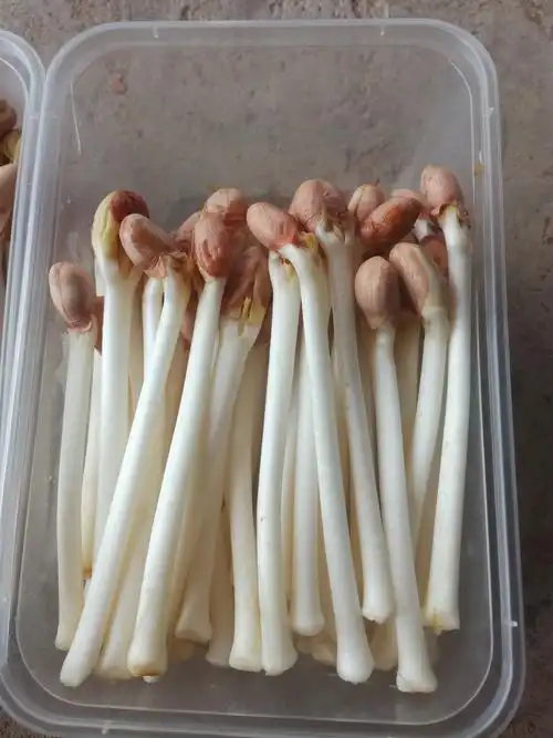 花生芽 袋装 温室