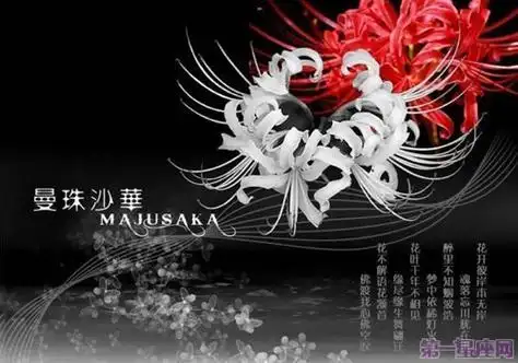 红色的彼岸花又称曼珠沙华(manjusaka),《法华经》中的四花之一