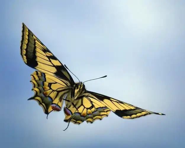 蝴蝶飞行,翅膀,天空 壁纸 - 1280x1024