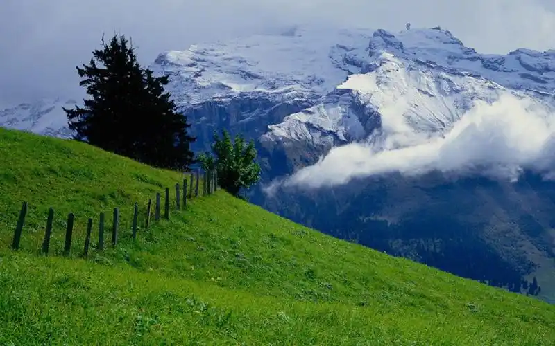 绿色护眼自然风光摄影图片桌面壁纸,风景壁纸,绿色,唯美,护眼,高清