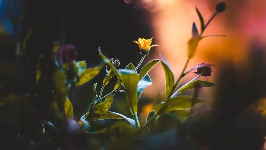 惬意唯美植物桌面壁纸