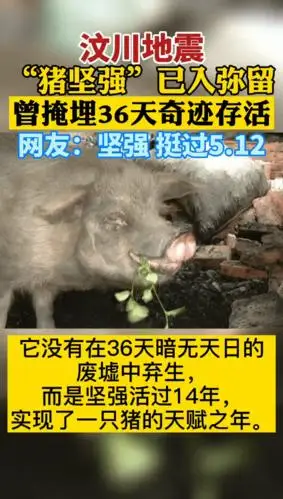 汶川地震猪坚强已入弥留曾掩埋36天奇迹存活