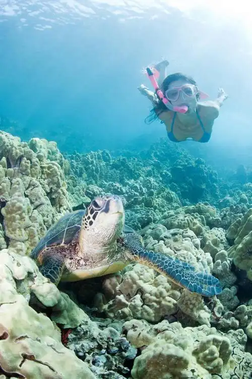 游泳,成年人,中年人,一个人,竖图,室外,白天,泳装,探险,水下,美国,仅