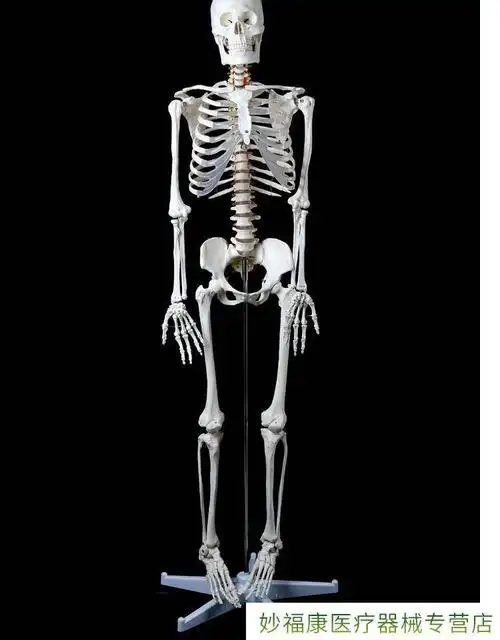 人体骨骼模型骨架全身小白骷髅人迷你仿真教学可拆卸s18170骨骼无神经