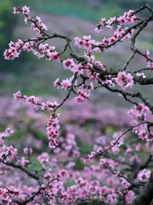 粉面桃花沾露浓