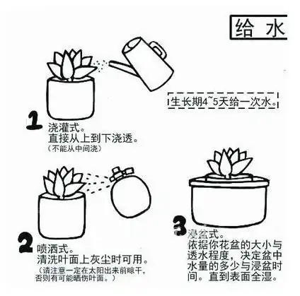多肉植物种植过程图解