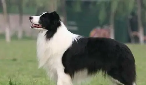 世界上十大绝不咬人的狗 金毛/拉布拉多/萨摩耶三种最受欢迎