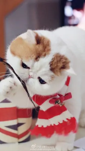 搬家啦～到时候继续卖萌不停哈～也祝可爱的你们新年顺利～越来越好