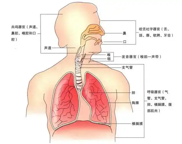 歌唱发声器官结构图