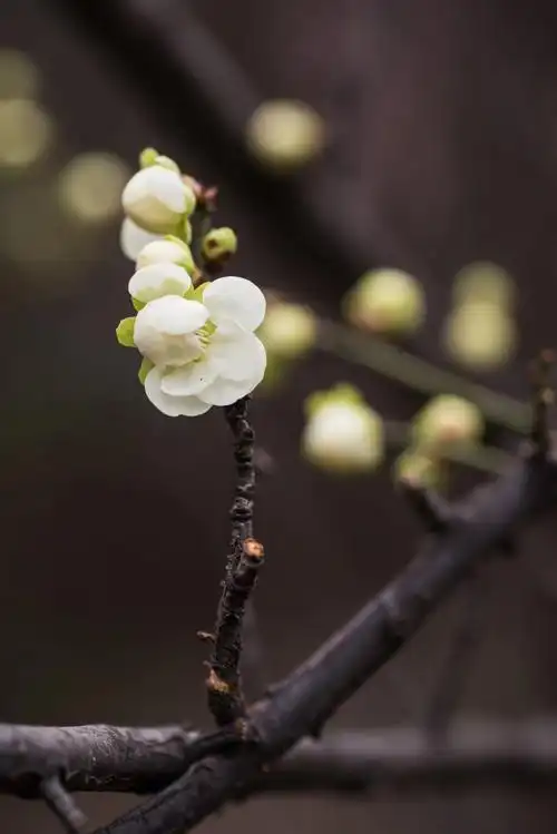 最有君子气质的梅花,梅花中的名品—绿萼梅