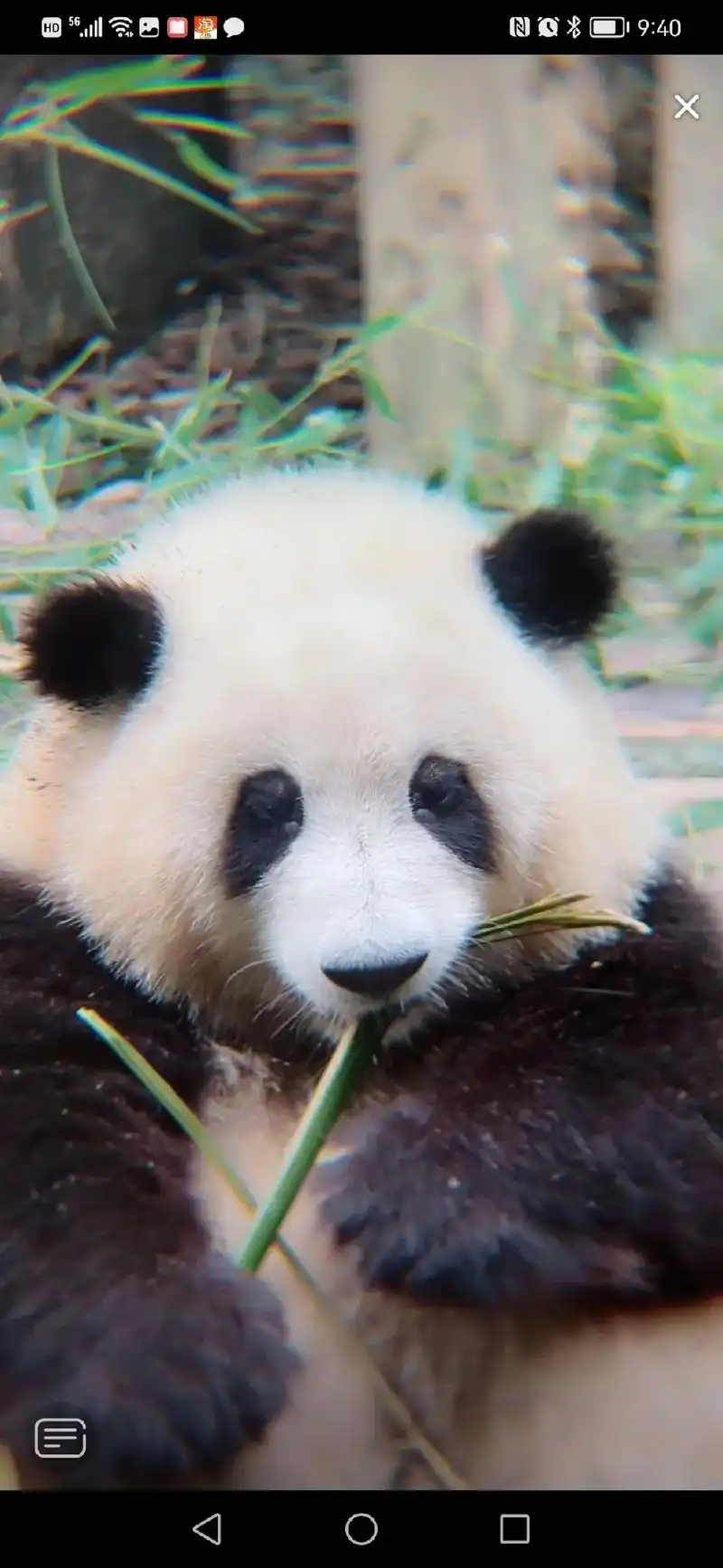 爷爷啥时候送四小嘟上学噢(图片来自和花我的宝 熊猫滚滚直播) - 抖音