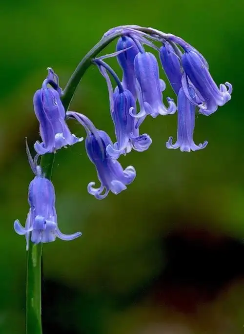 蓝铃花hyacinthoides non-scripta:风信子科蓝铃花属,多年生球茎植物