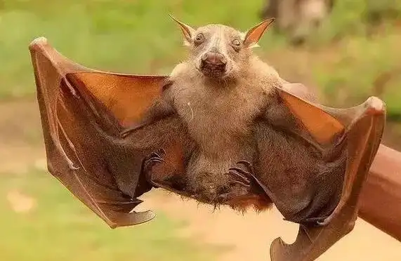 非洲版人生一串来一把蝙蝠串串儿