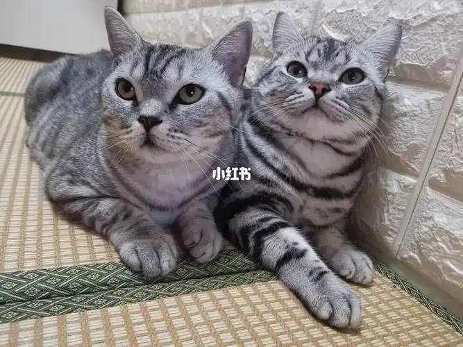 英短妹妹和美短弟弟