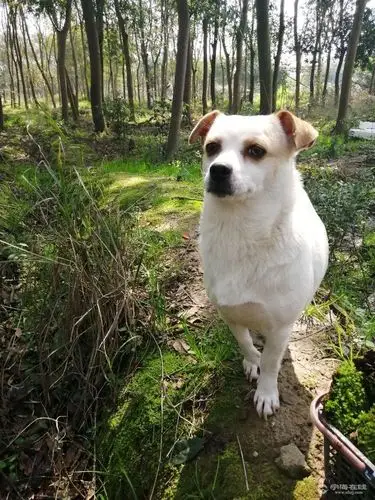 是农村那种小哈巴狗生的,照片母狗的