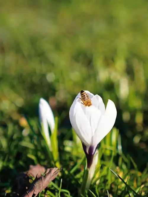 春天的足迹被发现啦